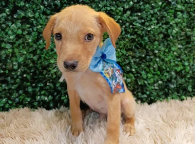 Evento de Adoção de Animais em Aparecida de Goiânia