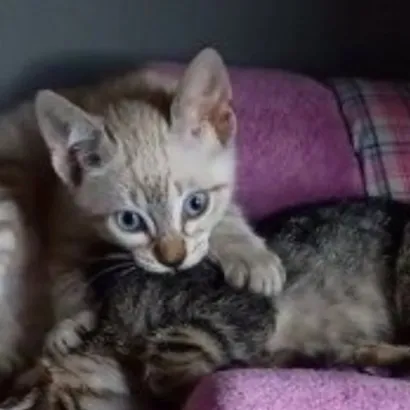 Feira de Adoção Animal em Canela
