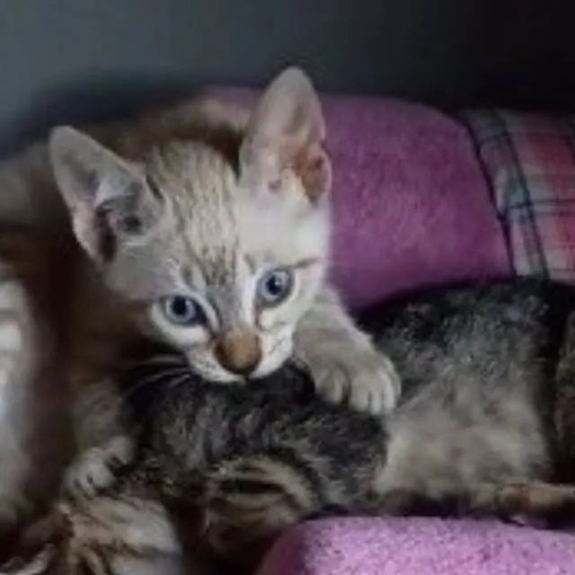 Feira de Adoção Animal em Canela