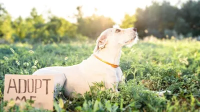 Adoção de Animais: Um Compromisso com a Vida