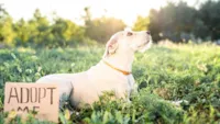 Adoção de Animais: Um Compromisso com a Vida