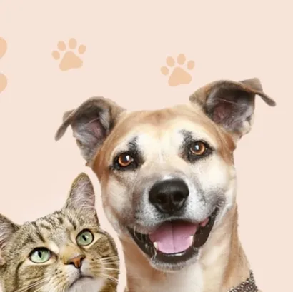 Feirinha de Adoção: Amor e Responsabilidade