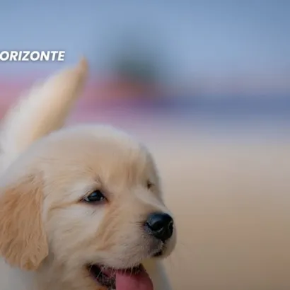 Evento Especial de Adoção de Cães e Gatos em Belo Horizonte