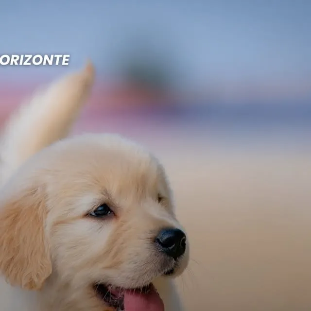 Evento Especial de Adoção de Cães e Gatos em Belo Horizonte