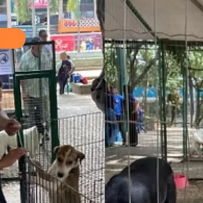 Adoção Responsável de Animais em Juiz de Fora