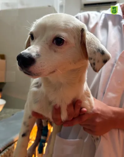 Feira de Adoção de Animais em Jaraguá do Sul