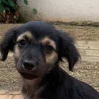 Feira de Adoção de Animais em Vinhedo