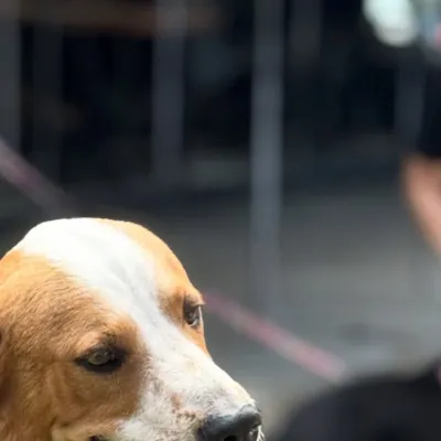 Feira de Adoção de Cães e Gatos