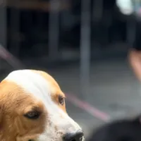 Feira de Adoção de Cães e Gatos