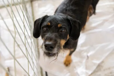 Feira de Adoção de Cães e Gatos 'Me Leva pra Casa'