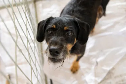 Feira de Adoção de Cães e Gatos 'Me Leva pra Casa'
