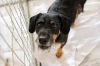 Feira de Adoção de Cães e Gatos 'Me Leva pra Casa'