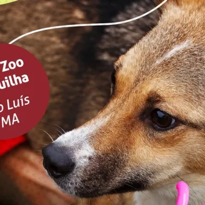 Evento de Adoção em São Luís