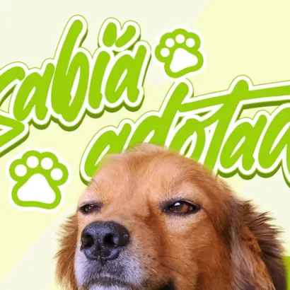 Uma Adoção que Enche o Coração