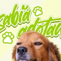 Uma Adoção que Enche o Coração