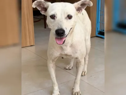 Cadela Resgatada Disponível para Adoção