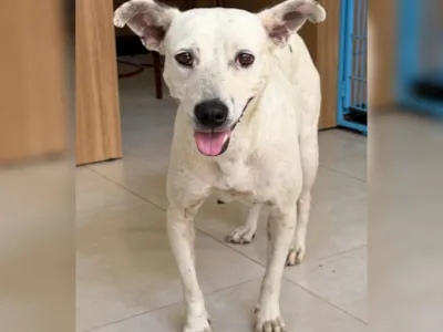 Cadela Resgatada Disponível para Adoção