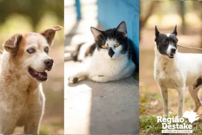 3ª Feira Pet de Adoção no Canil Municipal de São Carlos