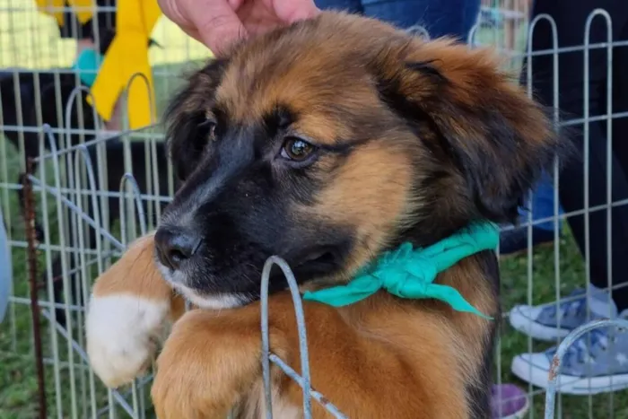 To Audotando 2026: Feira de Adoção e Campanha de Vacinação em Toledo