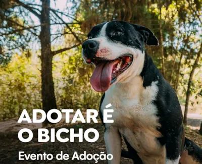 Feira de Adoção de Cães em Itabirito