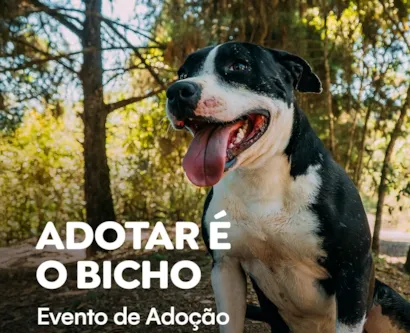 Feira de Adoção de Cães em Itabirito