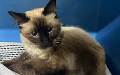 Feira de Adoção de Animais em Sinop