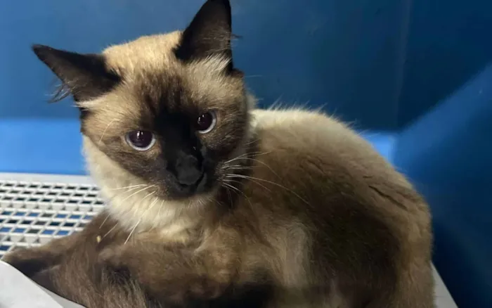 Feira de Adoção de Animais em Sinop