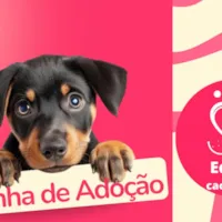 Feirinha de Adoção - Encontre seu novo melhor amigo!