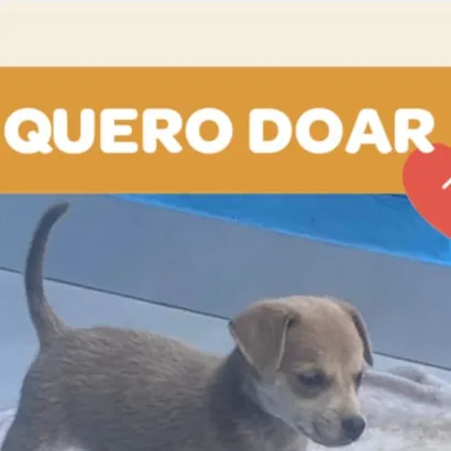 Adoção de Filhote Fêmea