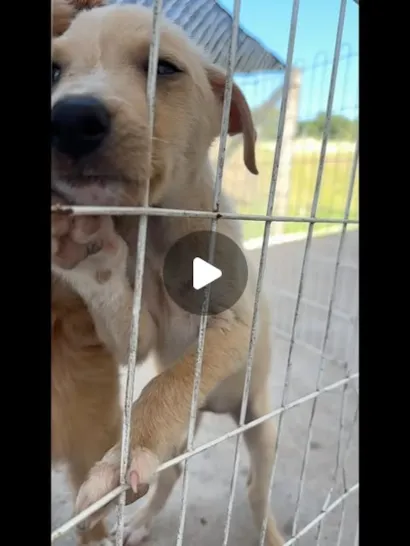 Adoção de Animais no Centro de Bem-Estar