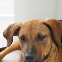 Adoção Responsável de Filhotes Resgatados