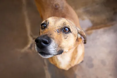 Espaço de Adoção de Cães e Gatos na Leroy Merlin São Leopoldo