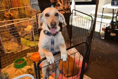 Feira de Adoção de Animais em Santo André