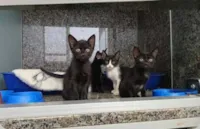 Feira de Adoção de Cães e Gatos em Campo Grande