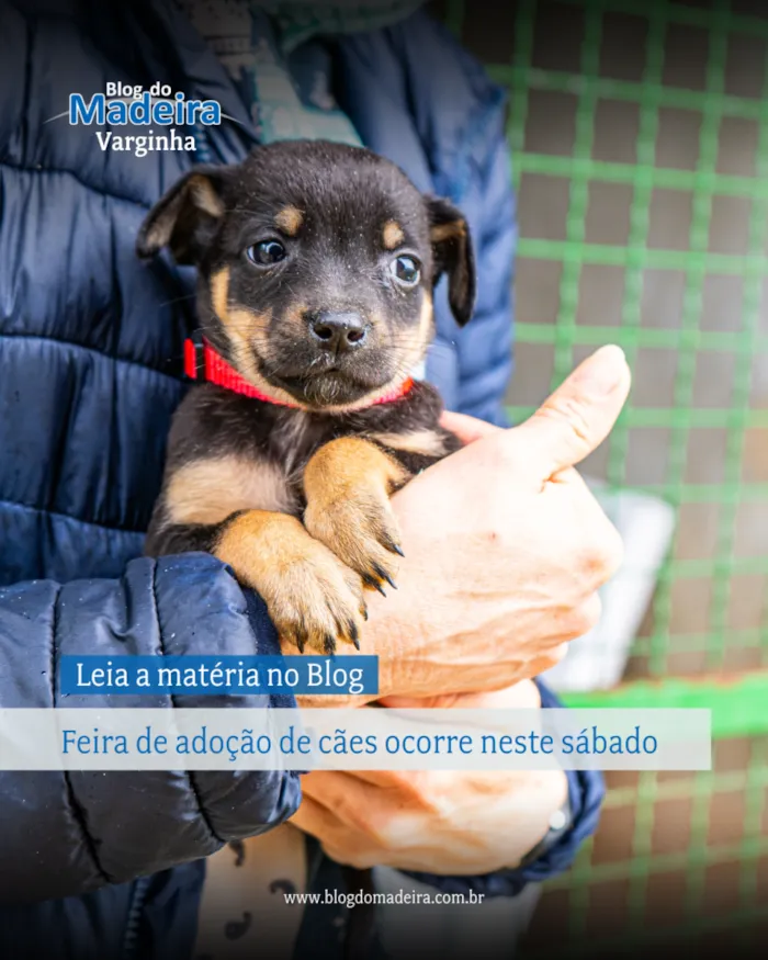 Feira de Adoção de Cães em Varginha