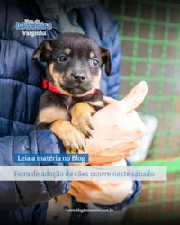 Feira de Adoção de Cães em Varginha