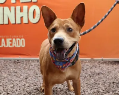 Feira de Adoção no Canil Municipal de Lajeado