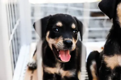 Feira de Adoção de Cães e Gatos em Ferraz de Vasconcelos