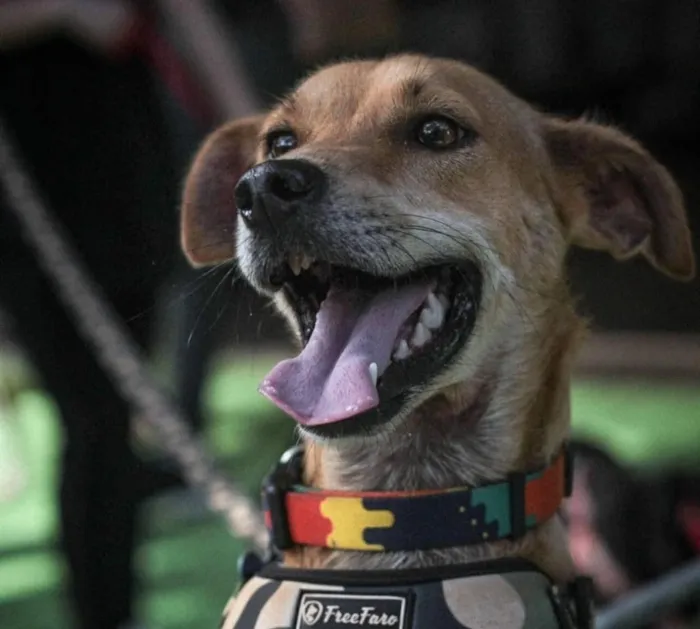 Adoção do Adorável Gerson