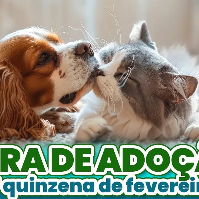 Feira de Adoção em Paulínia