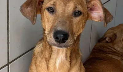 Campanha para Adoção Responsável de Cães