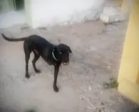 Adote um Cãozinho Corajoso!