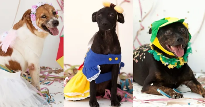 Carnaval da Família: Feira de Adoção de Animais em Joinville