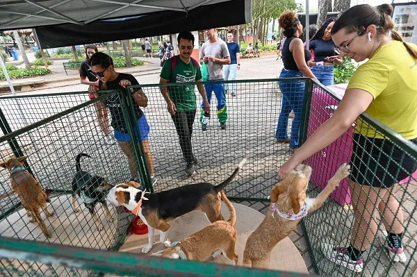 Feiras Mensais de Adoção Pet no Shopping Bonsucesso