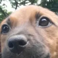 Feira de Adoção de Animais