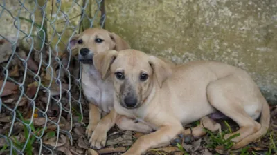 3ª Feirinha de Adoção Animal em Atibaia