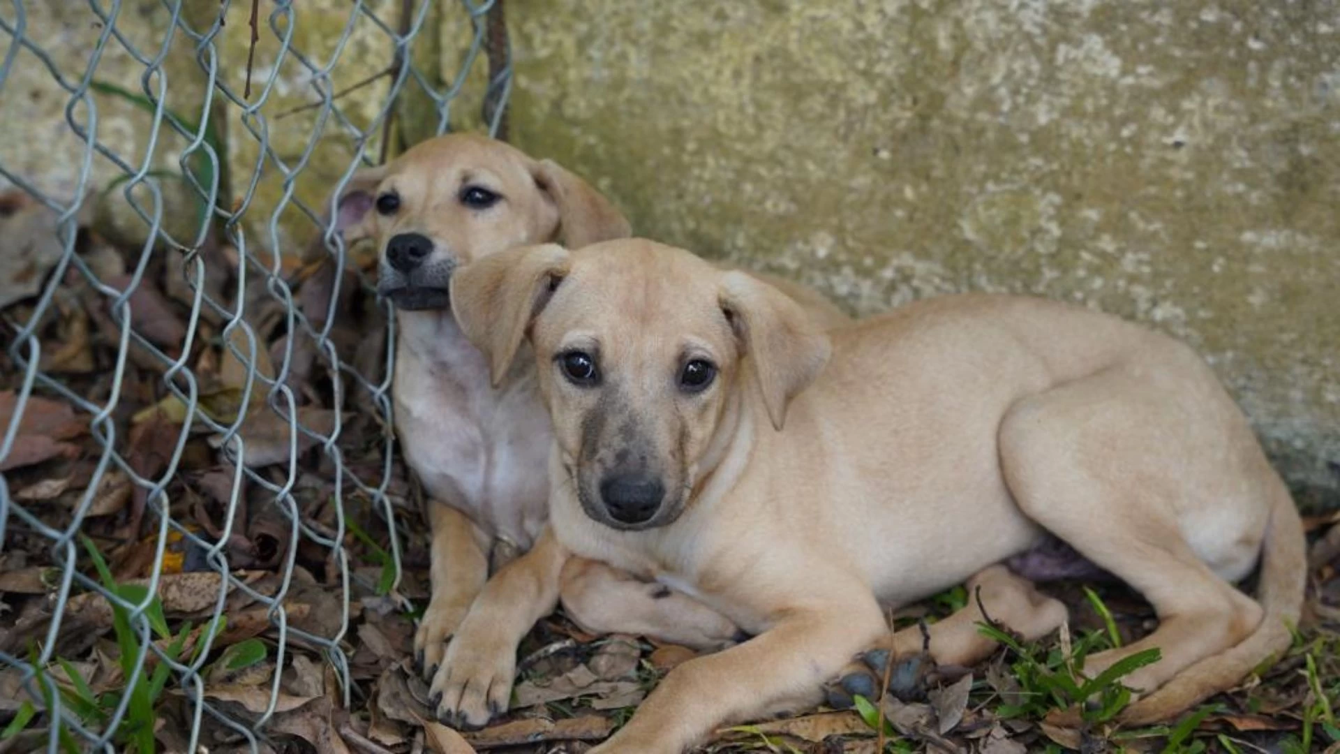 3ª Feirinha de Adoção Animal em Atibaia