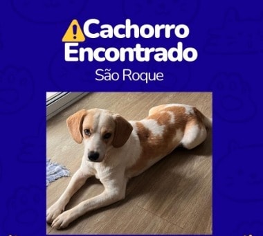 Cachorro Perdido Procura Novo Lar