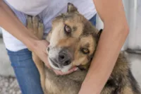 Evento de Adoção Animal em Betim