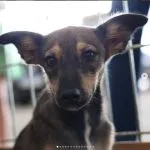 34ª Feirinha de Adoção